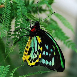 Lepidoptera - Home